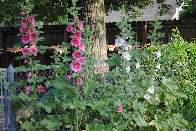 Mind Your Manners... Follow the Hollyhocks – photo 1