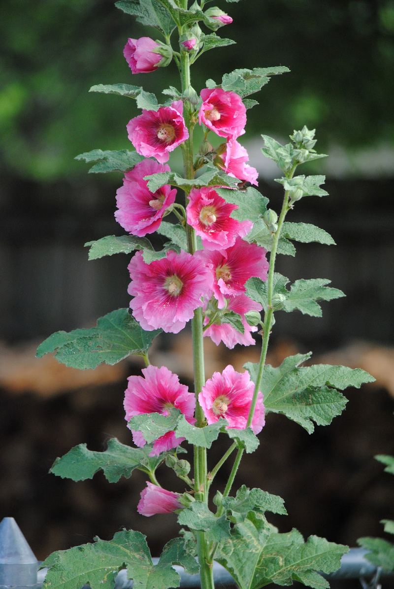 Mind Your Manners... Follow the Hollyhocks – photo 2