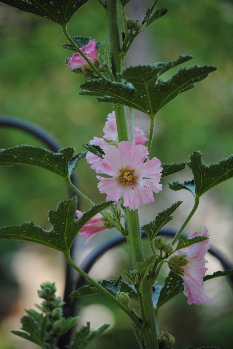 Mind Your Manners... Follow the Hollyhocks – photo 6