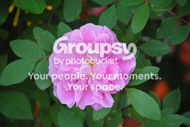 A Walk Through My Garden – photo 1