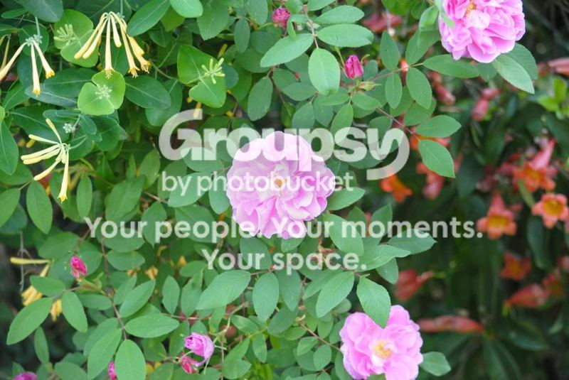 A Walk Through My Garden – photo 2