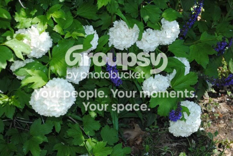 A Walk Through My Garden – photo 4