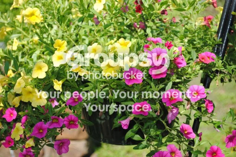 Hummingbirds? – photo 2