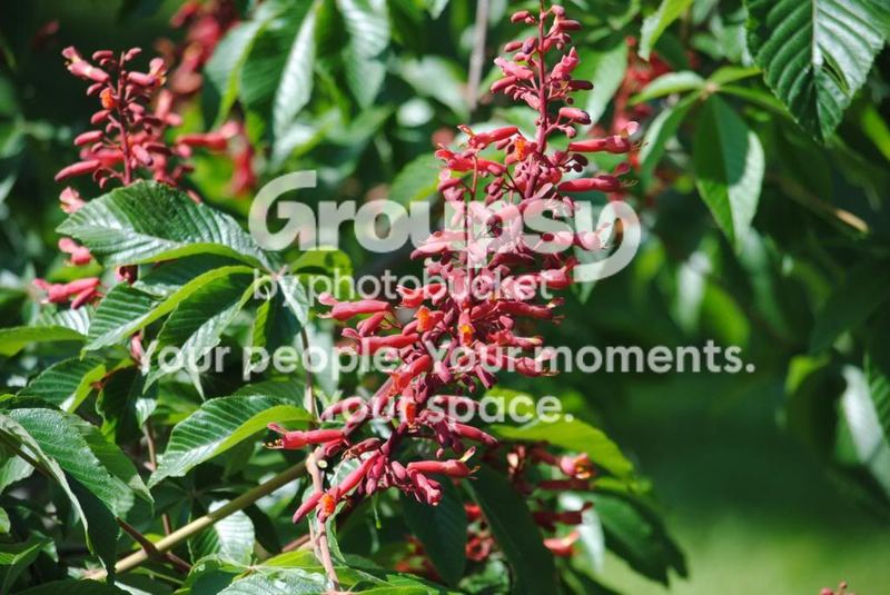 A Walk Through My Garden – photo 8