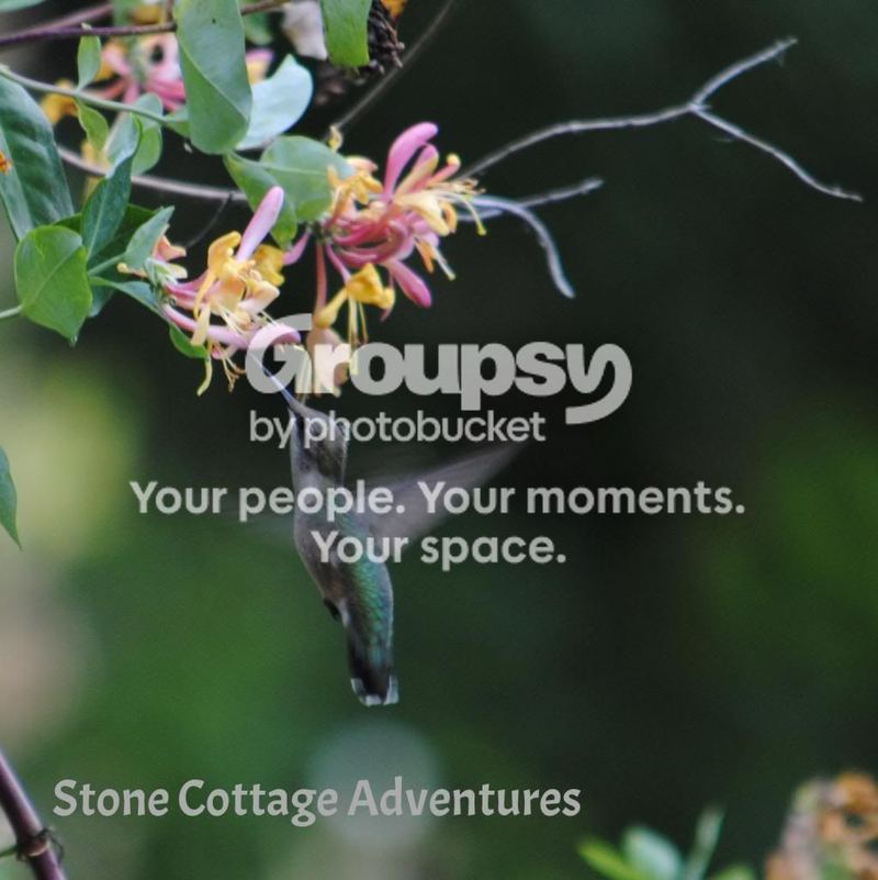 Hummingbirds? – photo 1