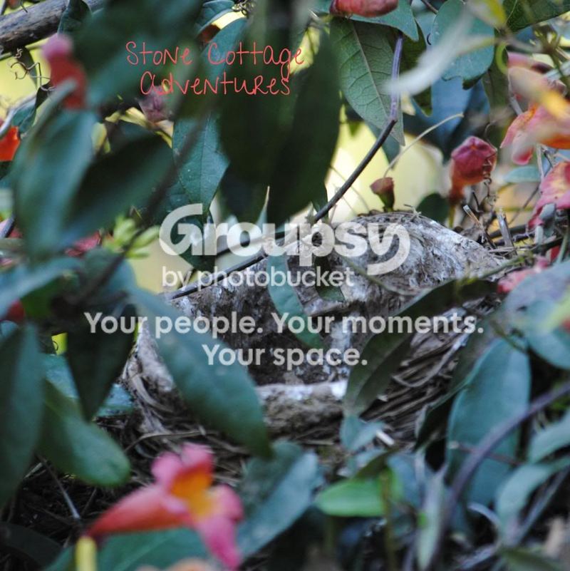 Garden Guest: Robin's Nest – photo 2