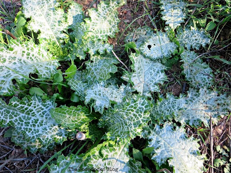 Nature Photo Challenge {Mary} – photo 2