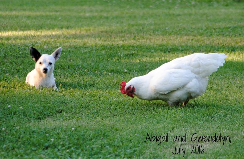 Our Back Yard This Week, Chihuahuas and Chickens – photo 1