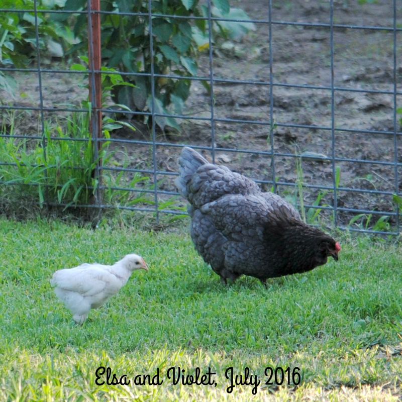 Our Back Yard This Week, Chihuahuas and Chickens – photo 2