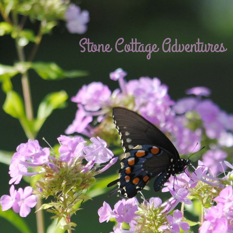 Garden Guest: Black Swallowtail – photo 1