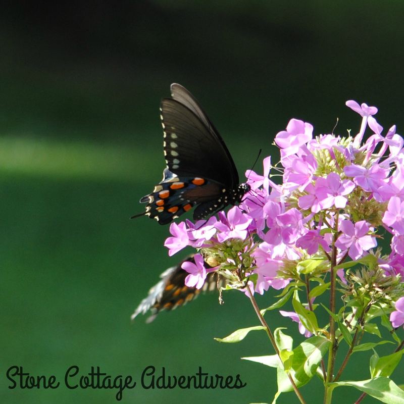 Garden Guest: Black Swallowtail – photo 2