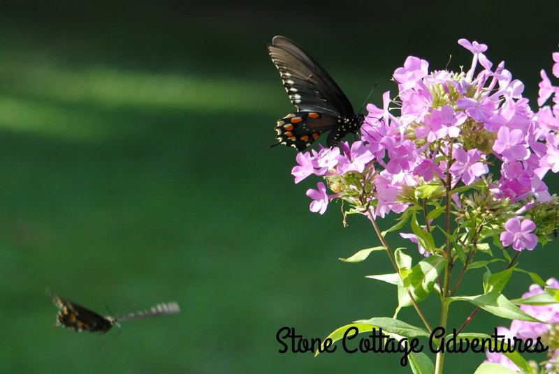 Garden Guest: Black Swallowtail – photo 3