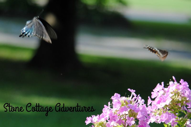 Garden Guest: Black Swallowtail – photo 4