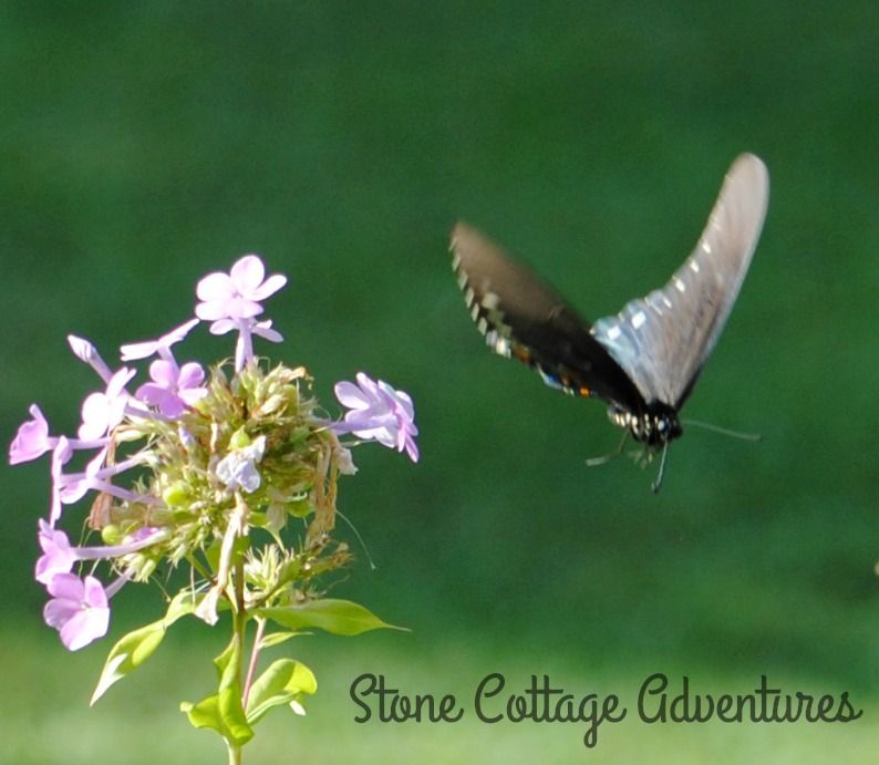 Garden Guest: Black Swallowtail – photo 5