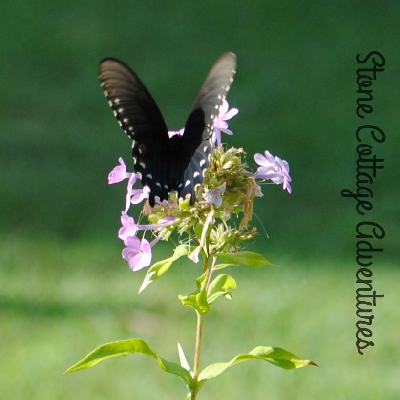 Garden Guest: Black Swallowtail – photo 6