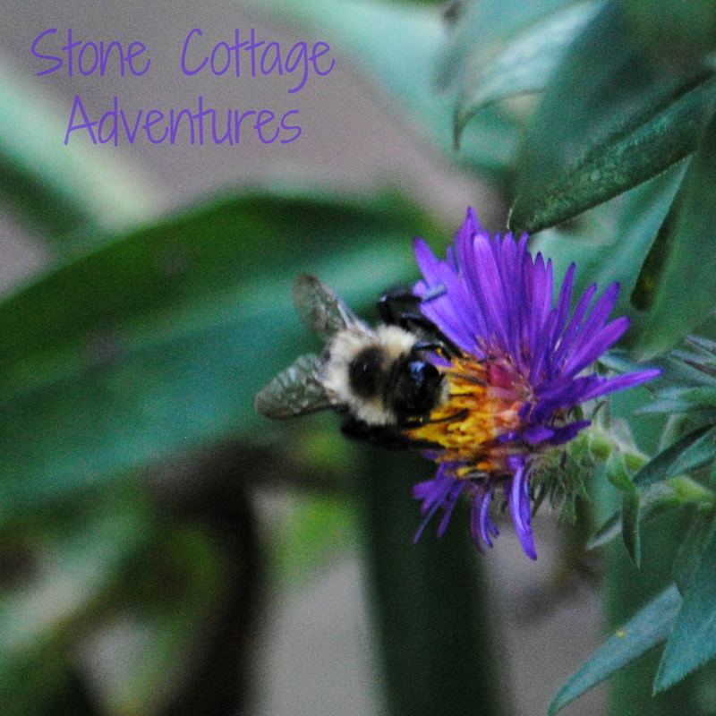 Garden Guest: Bee – photo 4