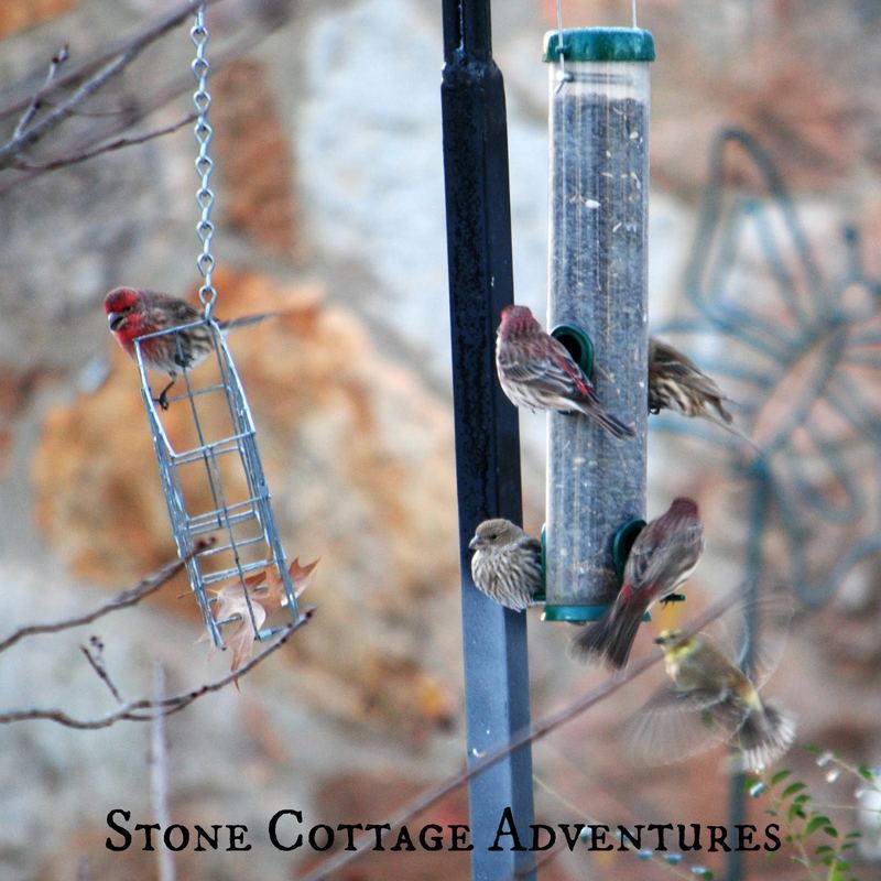 Garden Guest: House Finches – photo 1