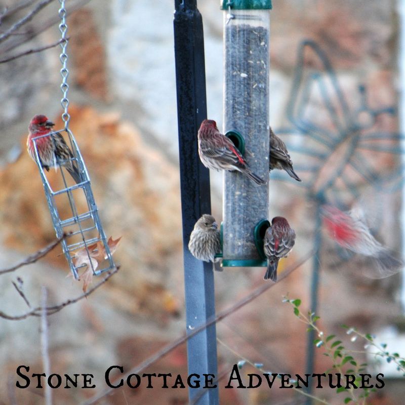 Garden Guest: House Finches – photo 2