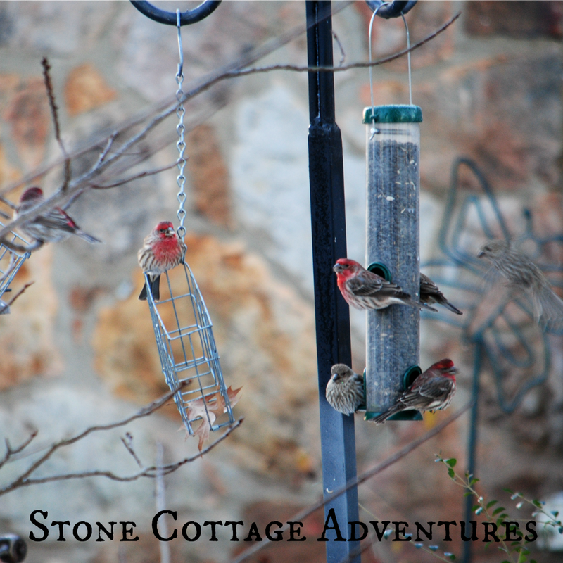 Garden Guest: House Finches – photo 3