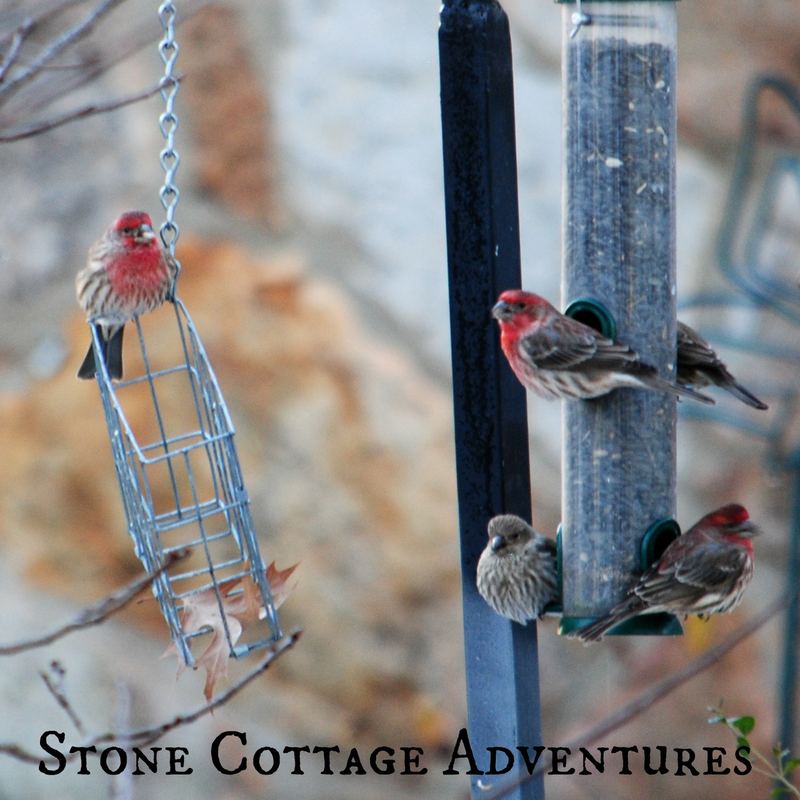 Garden Guest: House Finches – photo 4