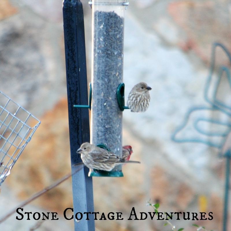 Garden Guest: House Finches – photo 5