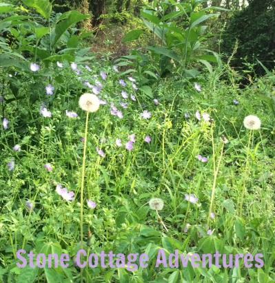 Spadra Creek Nature Trail – photo 11