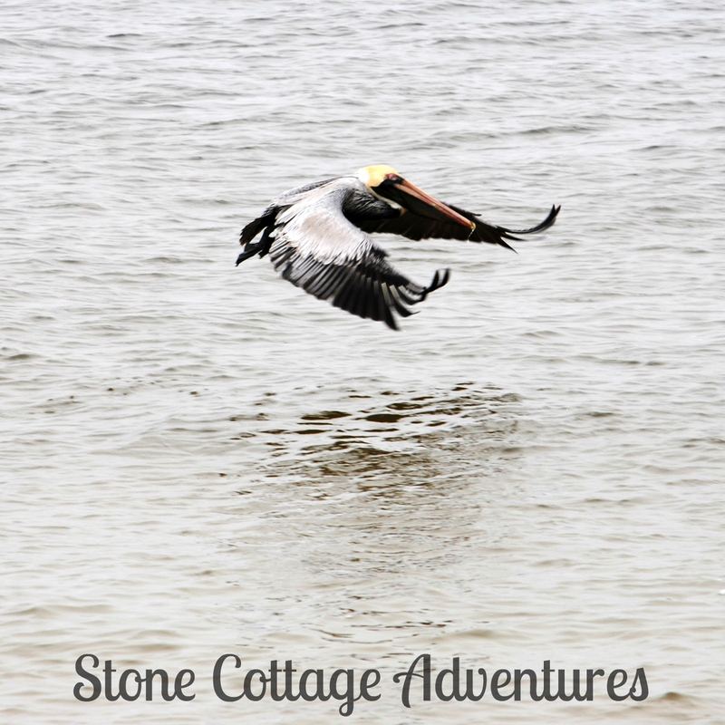 Pelican - Almost Silent Sunday – photo 5