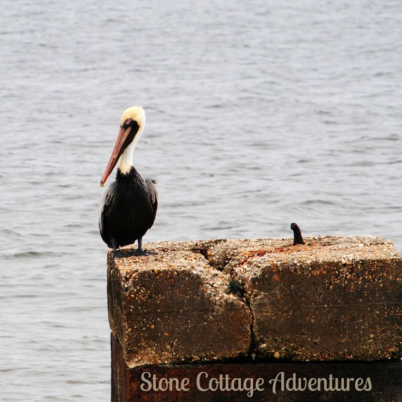 Pelican - Almost Silent Sunday – photo 8