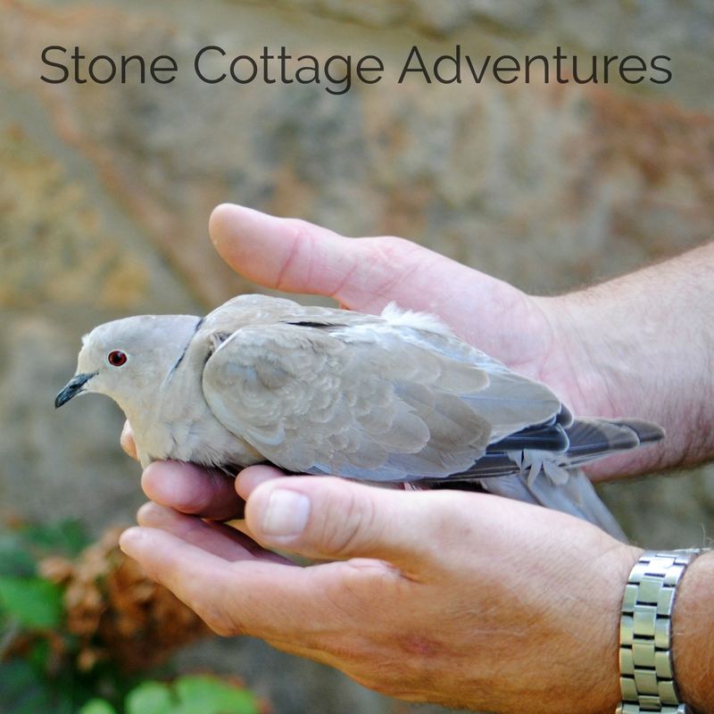 Surprise Visitor – photo 4