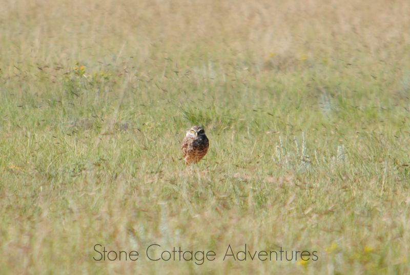 Burrowing Owl near Cimarron – photo 1