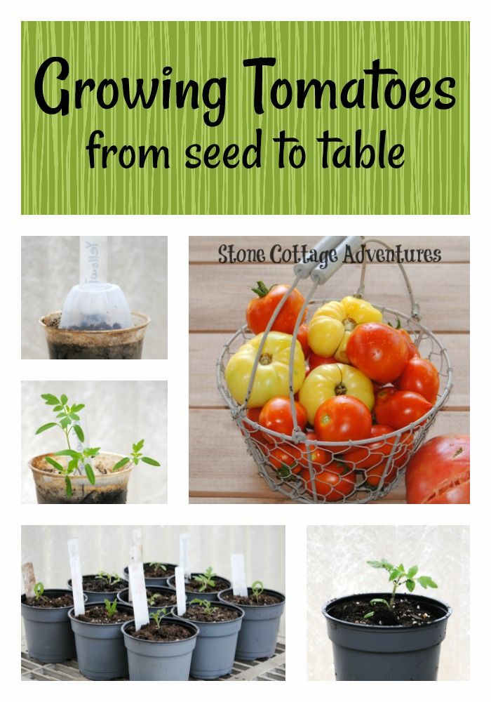Growing Tomatoes from Seed to Table – photo 10