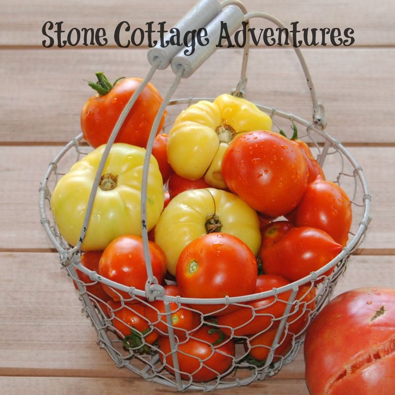 Growing Tomatoes from Seed to Table – photo 3