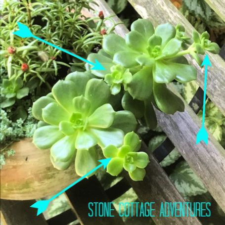 From humble beginnings this Planter comes – photo 2