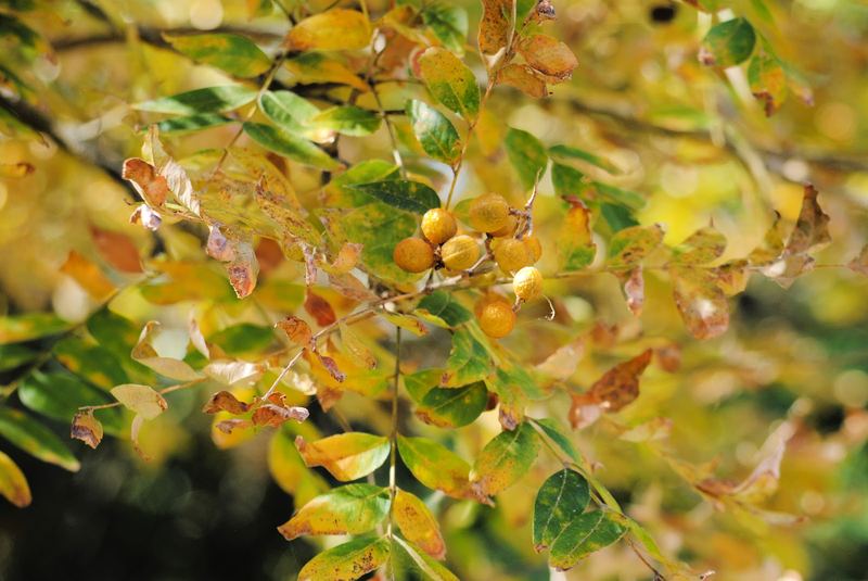 Western Soapberry – photo 3